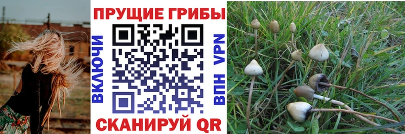 Галлюциногенные грибы Cubensis  Костерёво 